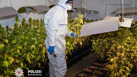 Großer Cannabisfund. Ein Krippobeamter stellt Pflanzen zur Beweissicherung sicher.