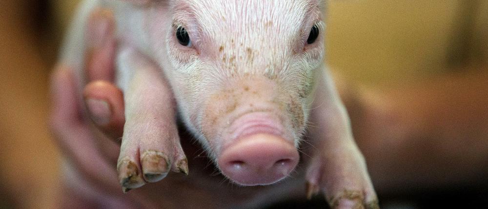 Schweine sollen Glück bringen, haben es selbst aber eher selten.