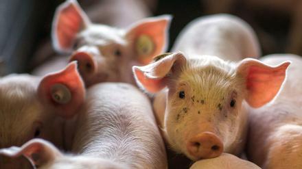Das staatliche Label soll ab 2020 zunächst für Schweinefleisch gelten.