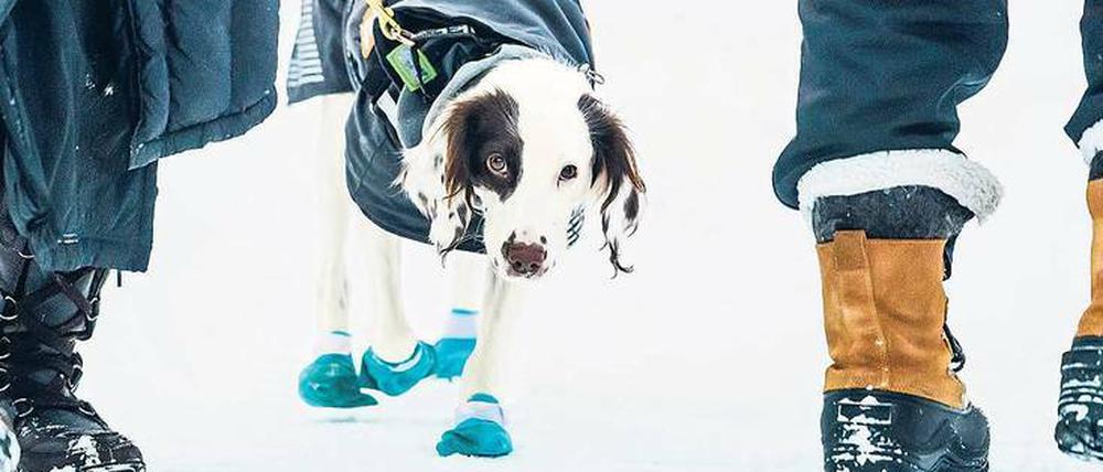Mit Söckchen auf Doper-Jagd. Molly ist Schwedens erster Anti-Doping-Hund. Die Kälte macht ihrem Spürsinn nichts aus – sie wurde extra dafür trainiert.