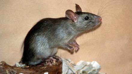 Die Ratten (Archivbild) breiten sich in dem Gebäude immer weiter aus.