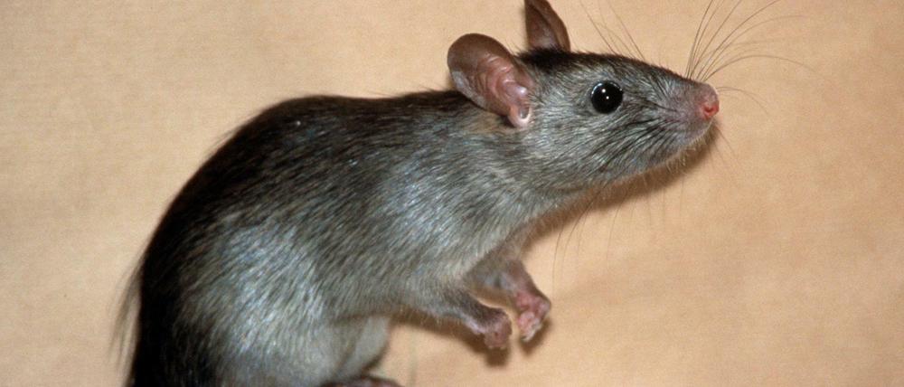 Die Ratten (Archivbild) breiten sich in dem Gebäude immer weiter aus.