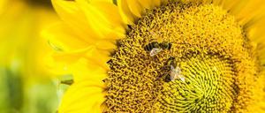 Ob diese beiden Bienen wissen, dass sie zu zweit sind – und wie viele sie wären, wenn eine dazukommt?