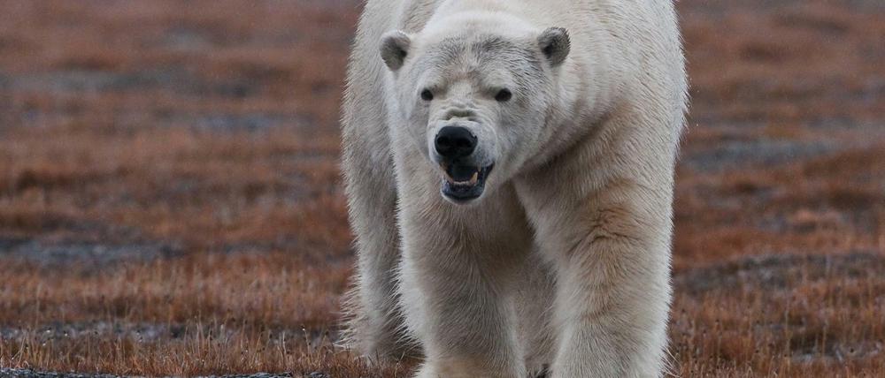 Ein Eisbär im Norden Russlands (Symbolbild).