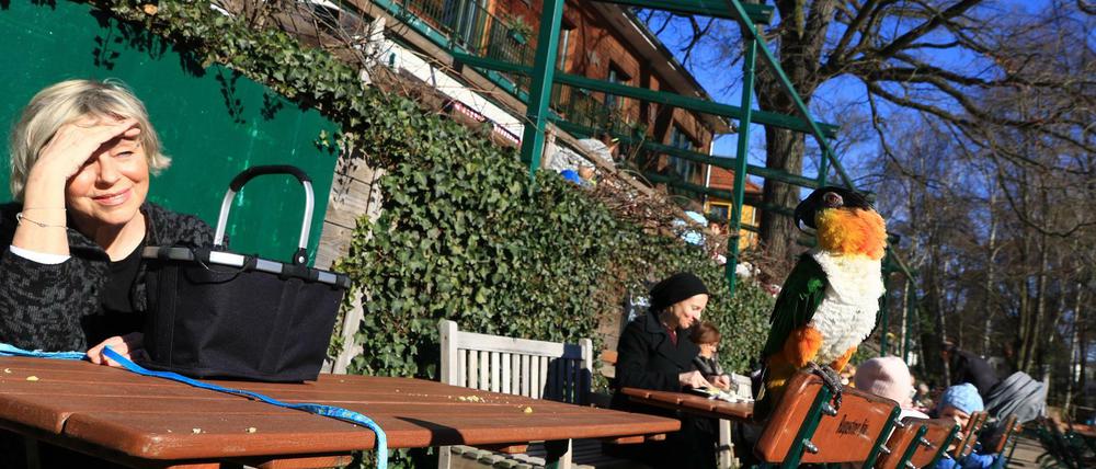 Grünflügelpapagei "Gustav" im Biergarten "Alte Fischerhütte" am Ufer vom Schlachtensee Zehlendorf.