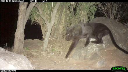 Das Video-Standbild zeigt den schwarzen Leoparden.