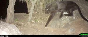Das Video-Standbild zeigt den schwarzen Leoparden.