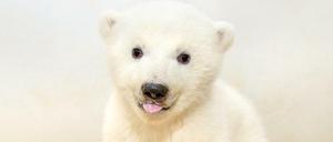 Das kleine Eisbären-Mädchen ist putzmunter.