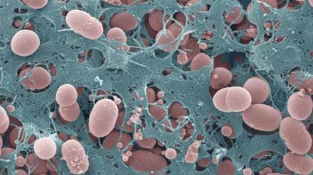 Im Biofilm bauen Bakterien Faserarchitekturen mit besonderen Materialeigenschaften, die im Cluster untersucht werden. 