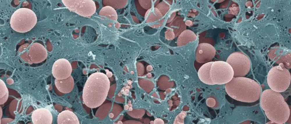 Im Biofilm bauen Bakterien Faserarchitekturen mit besonderen Materialeigenschaften, die im Cluster untersucht werden. 