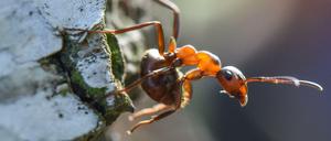 Eine Kahlrückige Waldameise (Formica polyctena) in Angriffsstellung, fotografiert im Frühling 2017 im Wald bei Birkenwerder in Brandenburg.