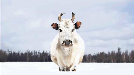 SACHA YNAGA: Jakutien, Russland.