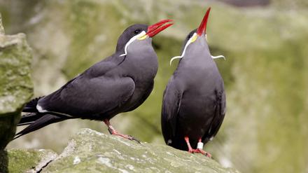 Zwei Inkaseeschwalben (Larosterna inca) im Zoologischen Garten in Berlin.