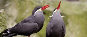 Zwei Inkaseeschwalben (Larosterna inca) im Zoologischen Garten in Berlin.