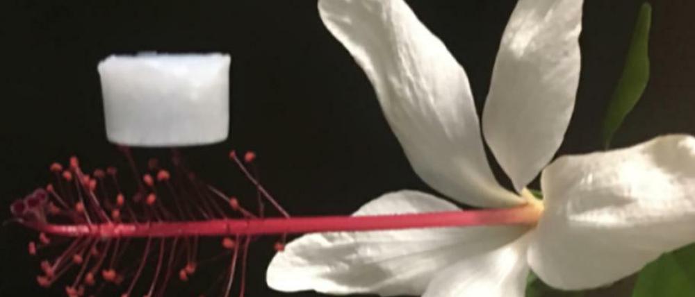 Ein Würfel aus dem neuen Aerogel liegt auf den Staubgefäßen einer Blume.