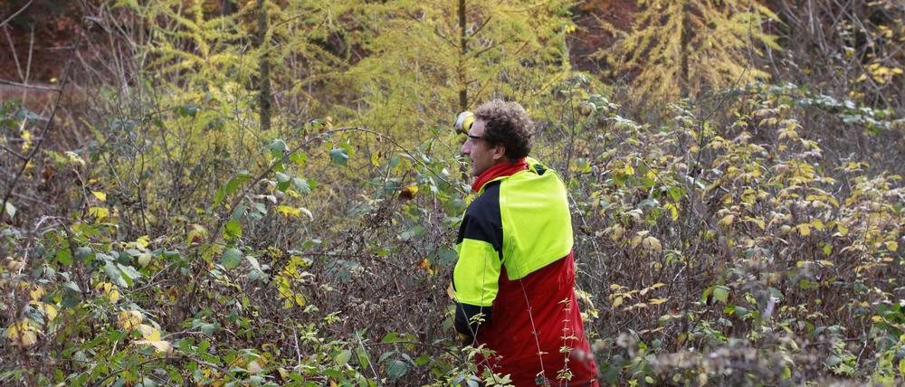 Gleich hackt’s. Im Naturpark Spessart fällen Laien unter Anleitung des Försters Bäume und helfen bei der Aufforstung.