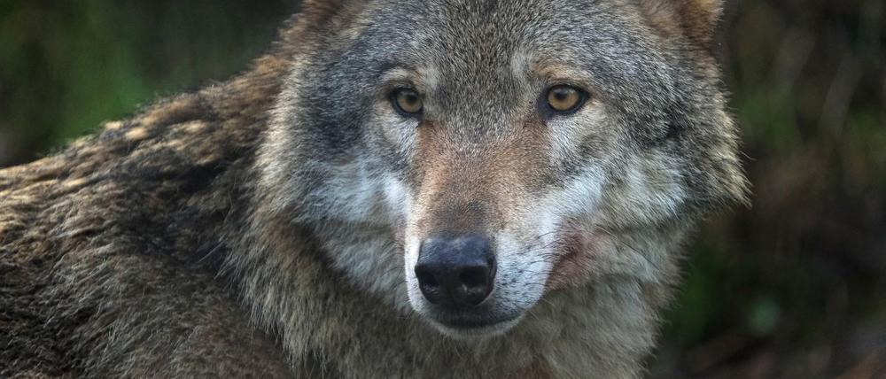 150 Jahre lang war der Wolf in Deutschland ausgerottet, seit 20 Jahren ist er wieder da. 