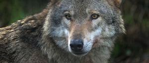 150 Jahre lang war der Wolf in Deutschland ausgerottet, seit 20 Jahren ist er wieder da. 
