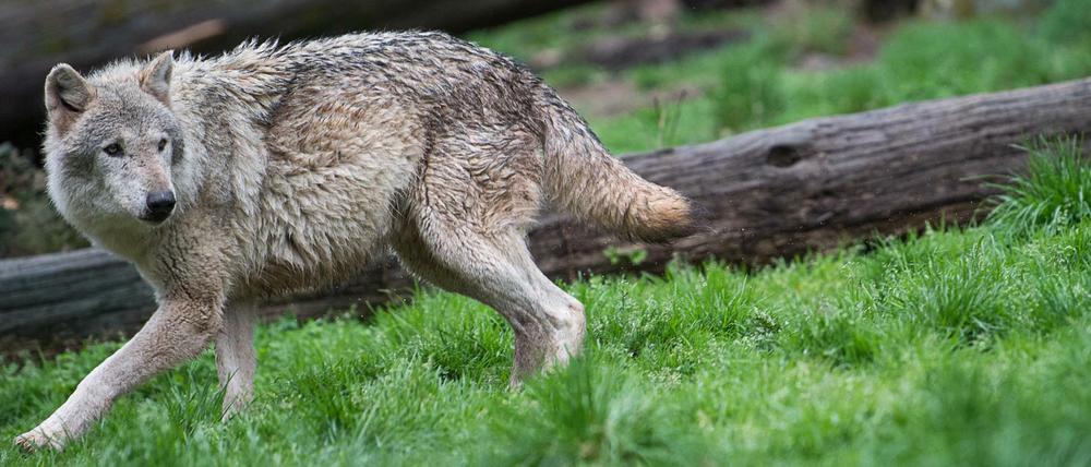 Gefährlich, aber kontrollierbar. Es muss nicht immer gleich der Griff zur Flinte sein.