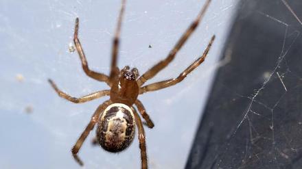 Falsche Witwe (Steatoda nobilis)