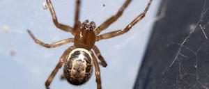 Falsche Witwe (Steatoda nobilis)