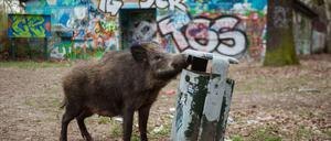 Wildschweine sind zu einer Plage für Stahnsdorf geworden. Die Gemeinde will, dass Jäger sie wieder traditionell erlegen dürfen.