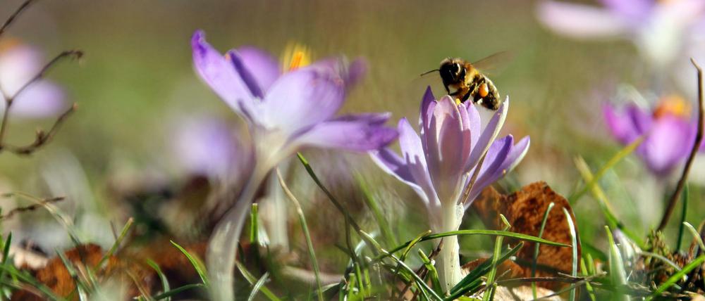 Bei 15 Grad am Wochenende machte sich die Bienen schonmal an Krokussen zu schaffen, wie hier in Magdeburg.