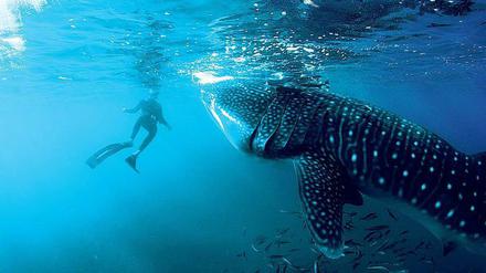 Alfredo ist Taucher aus Leidenschaft. Der Unterwasser-Tanz mit einem Wal bedeutet für ihn höchste Glücksgefühle. 