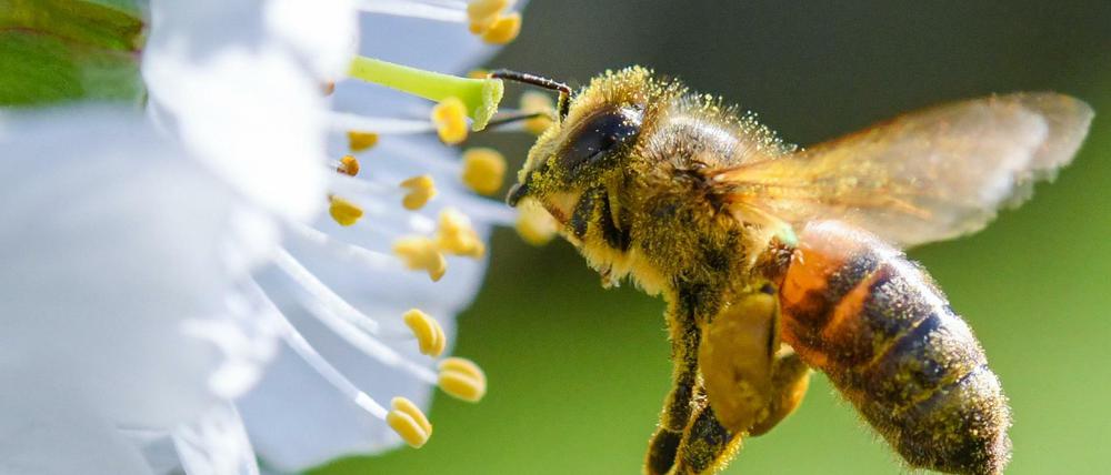 Der Honigbiene geht es noch vergleichsweise gut, den Wildbienen eher weniger.