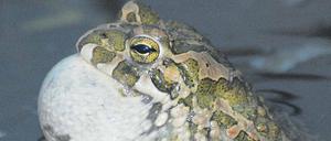 Bis zum Hals. Verschluckte Golfbälle gehören, auch wenn es auf diesem Bild fast so aussieht, nicht zu den bedeutendsten Bedrohungen für die Wechselkröte. Dem Aussterben immer näher kommt sie vor allem, weil es an hochwertigen Lebensräumen fehlt. 