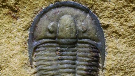 Keine Kellerassel. Dieser Trilombit ist etwa eine halbe Milliarde Jahre alt und stammt aus Utah. Ähnliche Fossilien finden sich über die ganze Erde verteilt. Sie helfen Wissenschaftlern bei der Rekonstruktion der ersten Evolutionsschritte. 