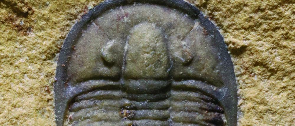 Keine Kellerassel. Dieser Trilombit ist etwa eine halbe Milliarde Jahre alt und stammt aus Utah. Ähnliche Fossilien finden sich über die ganze Erde verteilt. Sie helfen Wissenschaftlern bei der Rekonstruktion der ersten Evolutionsschritte.