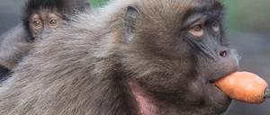 Ein Affe ist aus dem Gehege im Tierpark abgehauen.