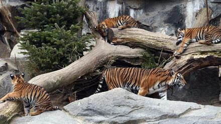 Die Sumatra-Tiger-Vierlinge mit ihrer Mama Mayang im Tierpark in Berlin-Friedrichsfelde.