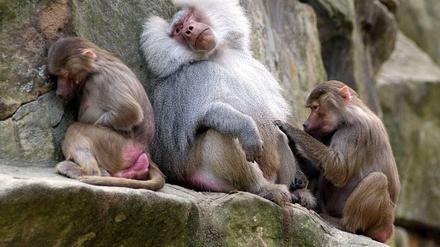 Unwiderstehlich. Dem einäugigen Mantelpavian liegen die Weibchen im Zoo zu Füßen. 