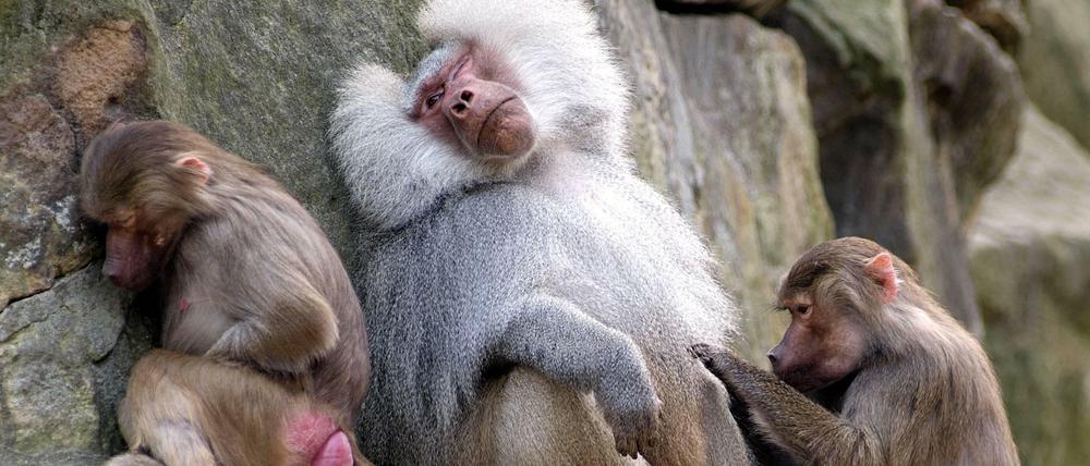 Unwiderstehlich. Dem einäugigen Mantelpavian liegen die Weibchen im Zoo zu Füßen. 
