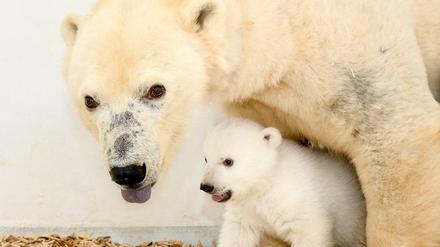  Das kleine, noch namenlose Baby im Tierpark Berlin, mit Muttertier Tonja. Man sieht die typische schwarze Eisbärenhaut unter dem weißen Fell.