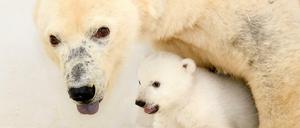 Das kleine, noch namenlose Baby im Tierpark Berlin, mit Muttertier Tonja. Man sieht die typische schwarze Eisbärenhaut unter dem weißen Fell.