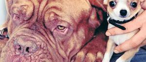 Große Hunde wie Bordeaux-Doggen leiden vermehrt an Gelenkproblemen; die Kurzköpfigkeit der Chihuahuas kann zu Atemwegsproblemen führen.