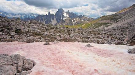 Der rosarote Gletscher. Zur Gattung Chlamydomonas gehören diese gar nicht grün aussehenden Grünalgen in den Dolomiten. Sie gedeihen im Eis, absorbieren Licht und sorgen so dafür, dass die Schmelze schneller einsetzt als bei weißer Oberfläche.