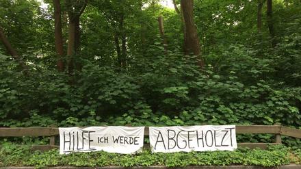 DasWaldstück am Dahlemer Weg 247 in Berlin-Zehlendorf, das abgeholzt werden soll.