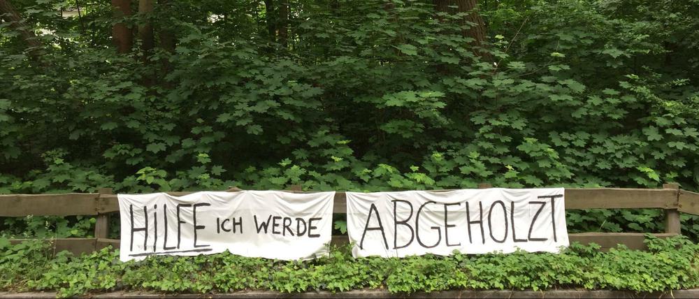 DasWaldstück am Dahlemer Weg 247 in Berlin-Zehlendorf, das abgeholzt werden soll.