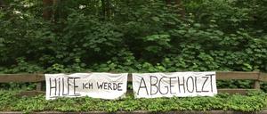 DasWaldstück am Dahlemer Weg 247 in Berlin-Zehlendorf, das abgeholzt werden soll.