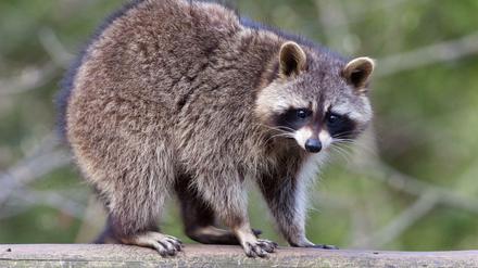 Ein Waschbär - hier ein lebendes Exemplar im Zoo im brandenburgischen Eberswalde (Barnim). 