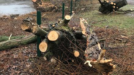 Baum ab. Im Volkspark Mariendorf wurden umfangreich Bäume gefällt.