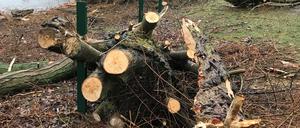 Baum ab. Im Volkspark Mariendorf wurden umfangreich Bäume gefällt.