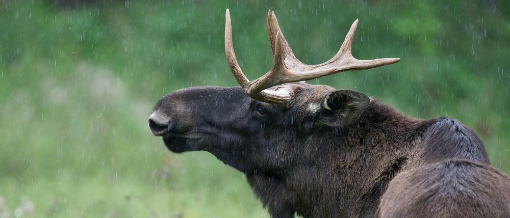 Ein Elch steht im Regen.