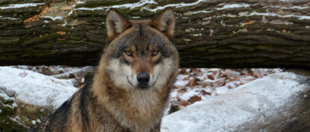 Ein Wolf im Wildpark.