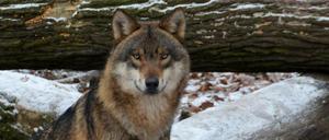 Ein Wolf im Wildpark.