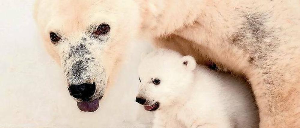 Eis, Eis, Baby. Bärin Tonja und ihre Tochter haben die Wurfhöhle noch nicht verlassen.
